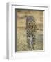 Leopard Walking Straight Towards the Camera, Samburu National Reserve, Kenya, East Africa, Africa-James Hager-Framed Photographic Print