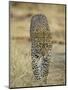 Leopard Walking Straight Towards the Camera, Samburu National Reserve, Kenya, East Africa, Africa-James Hager-Mounted Photographic Print