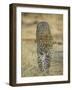 Leopard Walking Straight Towards the Camera, Samburu National Reserve, Kenya, East Africa, Africa-James Hager-Framed Photographic Print