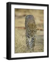 Leopard Walking Straight Towards the Camera, Samburu National Reserve, Kenya, East Africa, Africa-James Hager-Framed Photographic Print