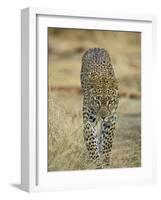 Leopard Walking Straight Towards the Camera, Samburu National Reserve, Kenya, East Africa, Africa-James Hager-Framed Photographic Print