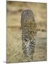 Leopard Walking Straight Towards the Camera, Samburu National Reserve, Kenya, East Africa, Africa-James Hager-Mounted Photographic Print