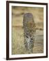 Leopard Walking Straight Towards the Camera, Samburu National Reserve, Kenya, East Africa, Africa-James Hager-Framed Photographic Print