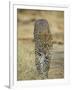 Leopard Walking Straight Towards the Camera, Samburu National Reserve, Kenya, East Africa, Africa-James Hager-Framed Photographic Print