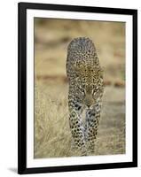 Leopard Walking Straight Towards the Camera, Samburu National Reserve, Kenya, East Africa, Africa-James Hager-Framed Photographic Print