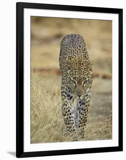 Leopard Walking Straight Towards the Camera, Samburu National Reserve, Kenya, East Africa, Africa-James Hager-Framed Photographic Print