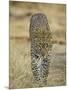 Leopard Walking Straight Towards the Camera, Samburu National Reserve, Kenya, East Africa, Africa-James Hager-Mounted Photographic Print