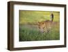 Leopard walking through grass,  Masai Mara National Reserve-George Sanker-Framed Photographic Print