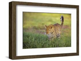 Leopard walking through grass,  Masai Mara National Reserve-George Sanker-Framed Photographic Print