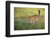 Leopard walking through grass,  Masai Mara National Reserve-George Sanker-Framed Photographic Print