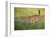 Leopard walking through grass,  Masai Mara National Reserve-George Sanker-Framed Photographic Print