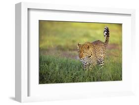 Leopard walking through grass,  Masai Mara National Reserve-George Sanker-Framed Photographic Print