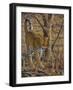 Leopard Walking-Peter Blackwell-Framed Art Print