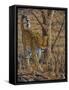 Leopard Walking-Peter Blackwell-Framed Stretched Canvas