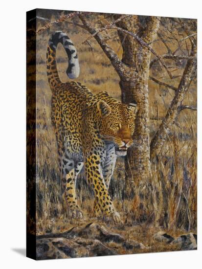 Leopard Walking-Peter Blackwell-Stretched Canvas