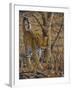 Leopard Walking-Peter Blackwell-Framed Art Print