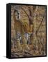 Leopard Walking-Peter Blackwell-Framed Stretched Canvas