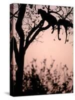 Leopard with Impala Carcass in Tree, Okavango Delta, Botswana-Pete Oxford-Stretched Canvas