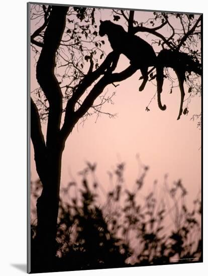 Leopard with Impala Carcass in Tree, Okavango Delta, Botswana-Pete Oxford-Mounted Photographic Print