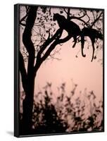 Leopard with Impala Carcass in Tree, Okavango Delta, Botswana-Pete Oxford-Framed Photographic Print