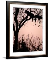 Leopard with Impala Carcass in Tree, Okavango Delta, Botswana-Pete Oxford-Framed Photographic Print