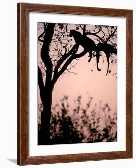 Leopard with Impala Carcass in Tree, Okavango Delta, Botswana-Pete Oxford-Framed Photographic Print