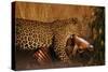 Leopard with Impala Kill-null-Stretched Canvas