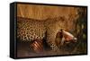 Leopard with Impala Kill-null-Framed Stretched Canvas