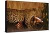 Leopard with Impala Kill-null-Stretched Canvas