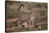 Leopard with Impala Kill-DLILLC-Stretched Canvas