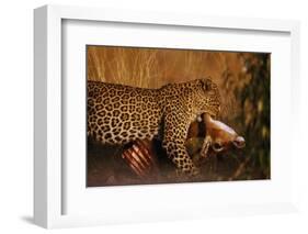 Leopard with Impala Kill-null-Framed Photographic Print