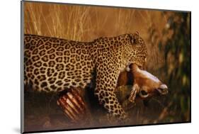 Leopard with Impala Kill-null-Mounted Photographic Print