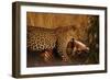 Leopard with Impala Kill-null-Framed Photographic Print