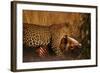 Leopard with Impala Kill-null-Framed Photographic Print