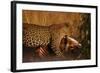 Leopard with Impala Kill-null-Framed Photographic Print