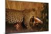 Leopard with Impala Kill-null-Mounted Photographic Print