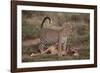 Leopard with Impala Kill-DLILLC-Framed Photographic Print