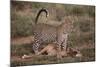 Leopard with Impala Kill-DLILLC-Mounted Photographic Print