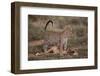 Leopard with Impala Kill-DLILLC-Framed Photographic Print