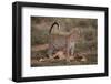 Leopard with Impala Kill-DLILLC-Framed Photographic Print