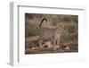 Leopard with Impala Kill-DLILLC-Framed Photographic Print