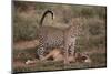 Leopard with Impala Kill-DLILLC-Mounted Photographic Print