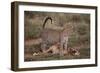 Leopard with Impala Kill-DLILLC-Framed Photographic Print