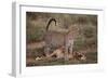 Leopard with Impala Kill-DLILLC-Framed Photographic Print