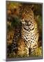 Leopard with Infant at Masai-Mara, Kenya-Michel & Christine Denis-Huot-Mounted Print