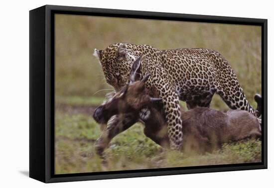 Leopard with Wildebeest Kill-null-Framed Stretched Canvas