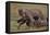 Leopard with Wildebeest Kill-null-Framed Stretched Canvas