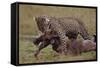 Leopard with Wildebeest Kill-null-Framed Stretched Canvas