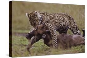 Leopard with Wildebeest Kill-null-Stretched Canvas