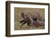 Leopard with Wildebeest Kill-null-Framed Photographic Print